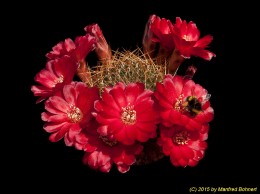 Sulcorebutia vasqueziana ssp. losenickyana WR477 2235